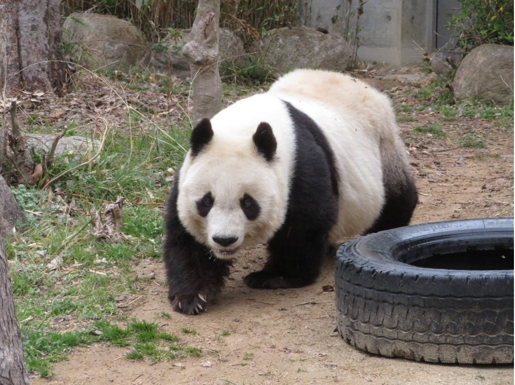 Tan Tan panda