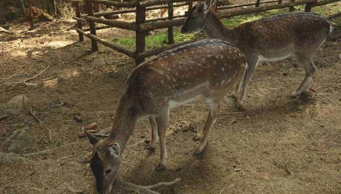 سیلاب میں بہہ کر آنیوالے 3 ہرن ریسکیو کر لیے گئے