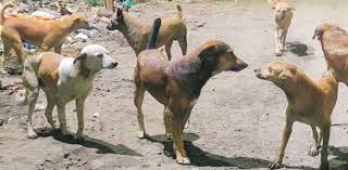 dogs