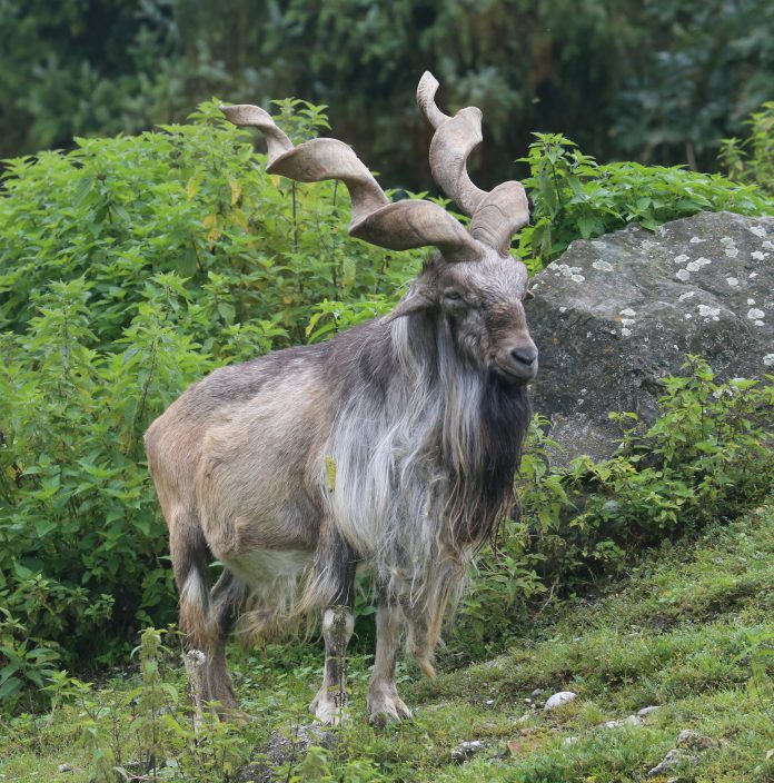 Markhor_Schraubenziege_Capra_falconeri_Zoo_Augsburg-02