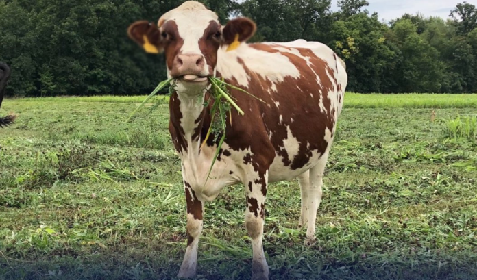 cow